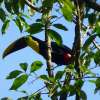 This Toucan was hanging out in Arena Alta in Zancudo.
